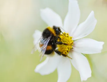 A bumblebee gathering pollen on a white flower
