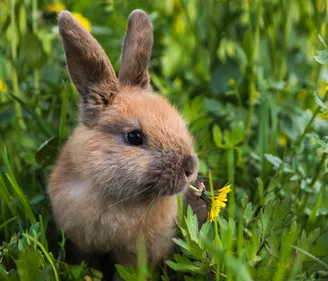 A bunny in grass