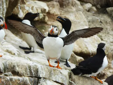 A puffin on a rock stretching it's wings.