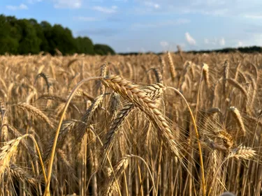 A field of golden wheat