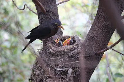 An image of a blackbird sitting on the edge of a nest with open mouthed chicks inside.