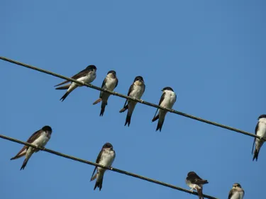 Swallow birds sitting on an aerial wire
