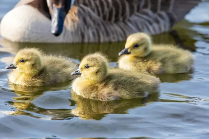 Three goslings swimming