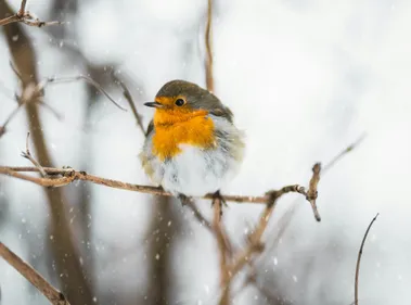 A robin sitting on a branch.