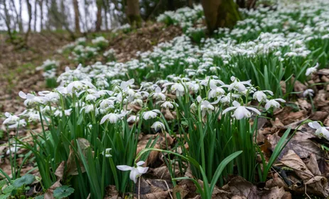 White snowdrop flowers growing
