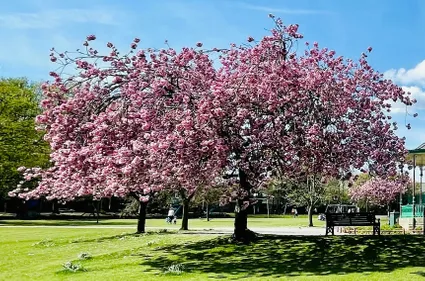 A tree in a park with pink blossom