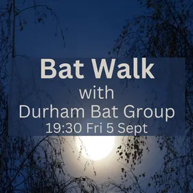 Bat walk