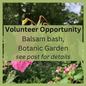 Balsam bash May 2025