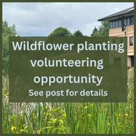 wildflower planting volunteering opportunity