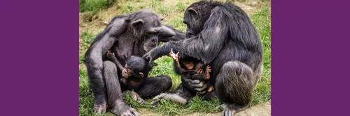 Two adult apes sit on grass holding infant apes