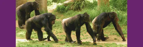 Four chimpanzees walk in a line in the forest