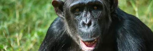 A chimpanzee looking directly into the camera