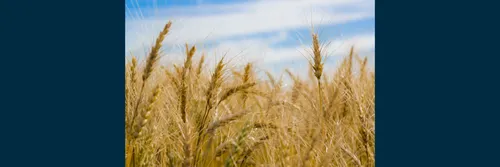 A field of wheat against the backdrop of a blue sky