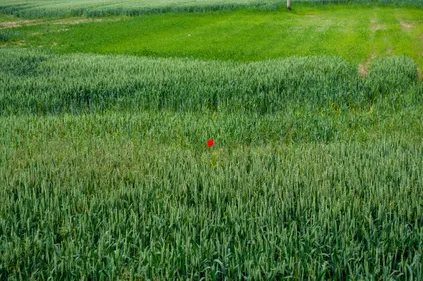 A photograph of a single red poppy in a field in Bearpark, Durham (photograph by Matthew McCullough)