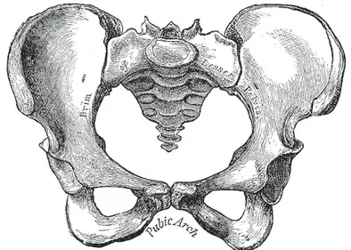Female Pelvis, Female, Pubic Arch, Brim of lesser Pelvis, Contributed by Gray's Anatomy