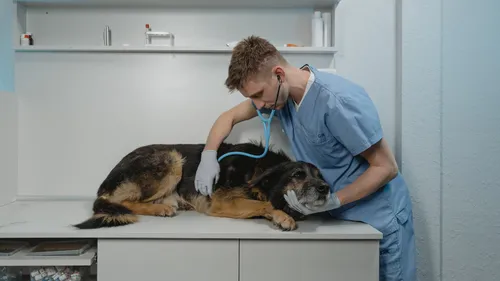 A man in scrubs uses a stethoscope on a dog