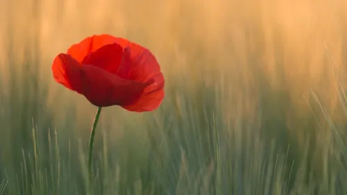 A poppy in a field