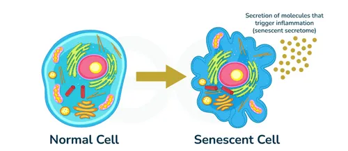 Cell