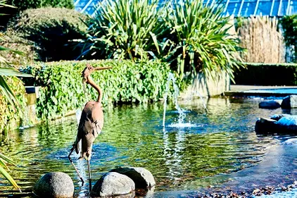 Botanic Garden pond and Heron