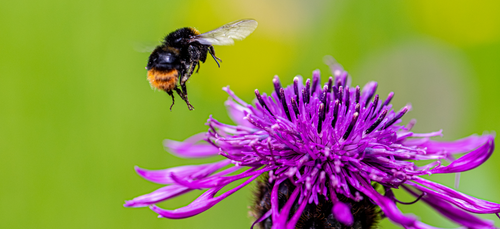 Bee landing on flower