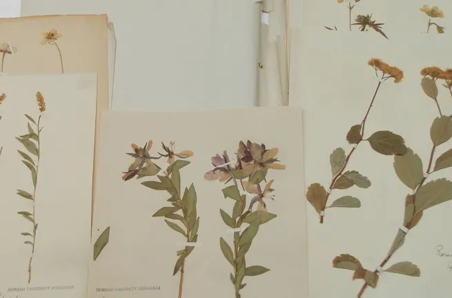 Photograph of pressed flowers