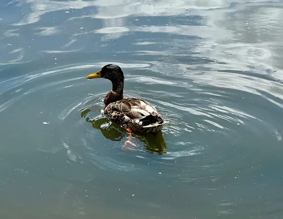Van Mildert duck