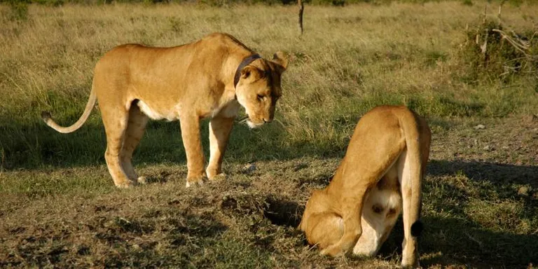 Lions digging a hole
