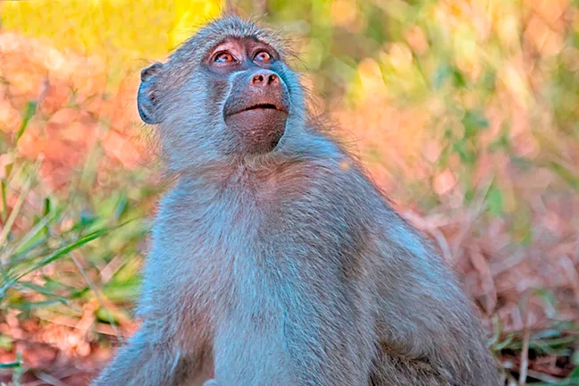 A small baboon sitting in underbrush at Lajuma, South Africa