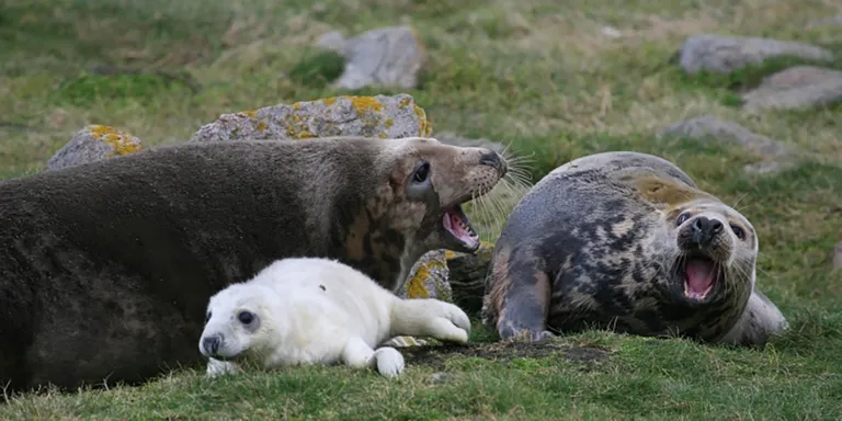 Two harbour seals with pup