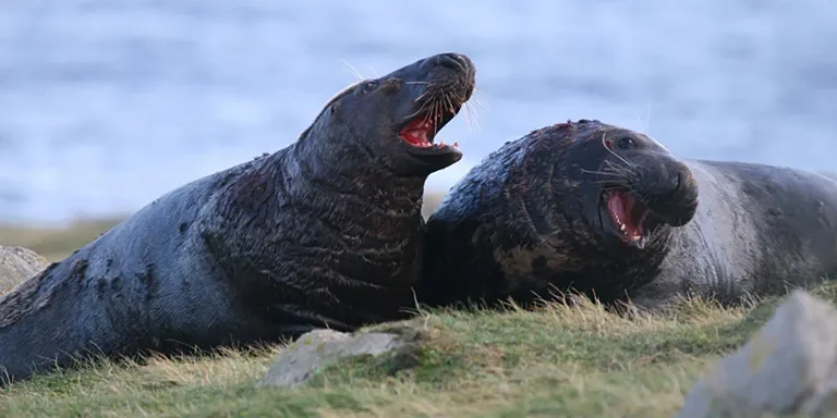 Sea lions on a patch of grass