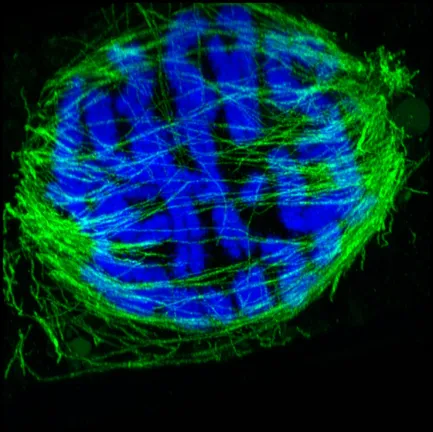 Plant superresolution technique - Metaphase Spindle