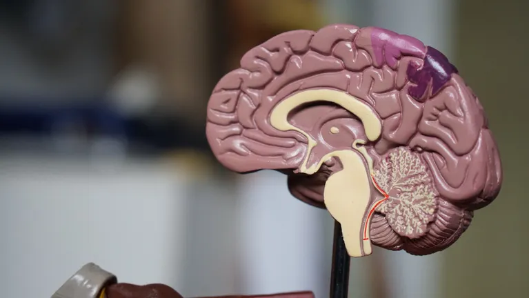 A small plastic model of the human brain.