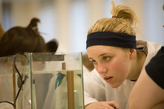 Experiment with fish in a tank