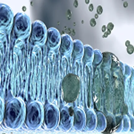 Dynamic Interactions at Cell Membrane Interfaces