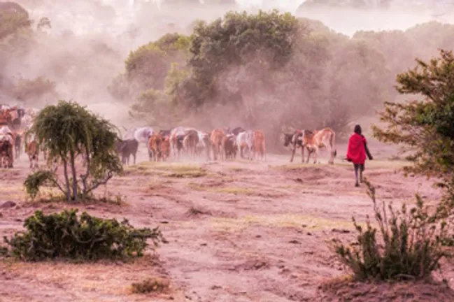 Cattle being herded in the Masi Mara - istock