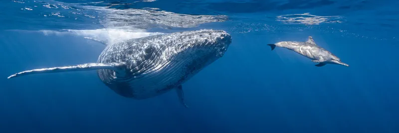 Underwater image showing a whale and a shark