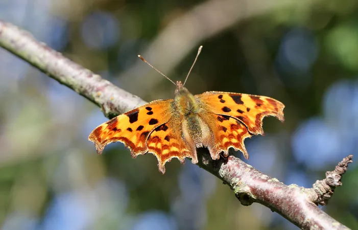 Comma butterfly on branch