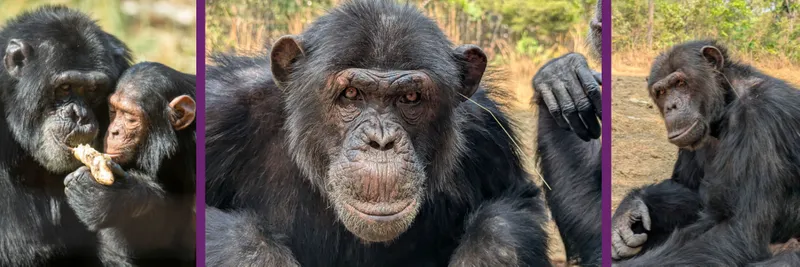 Chimpanzees with grass in their ears