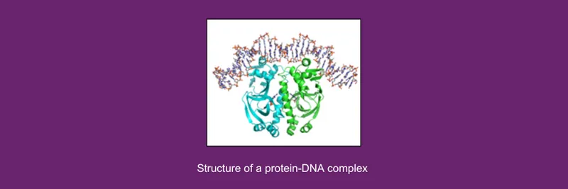 Structure of a protein-DNA complex