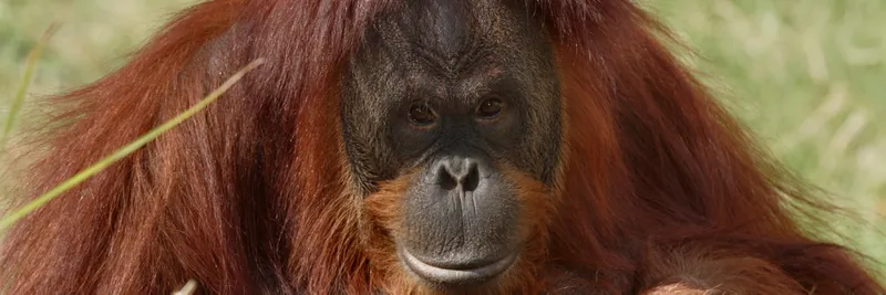 A picture of an orangutan
