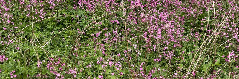 Red campion wildflower