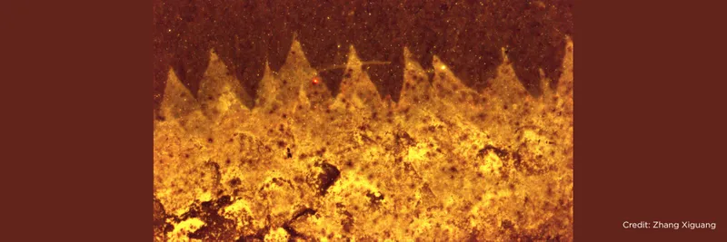 Shishania fossil