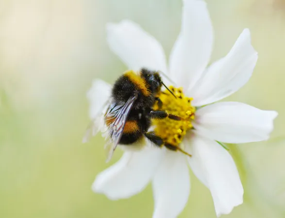 A bumblebee gathering pollen on a white flower