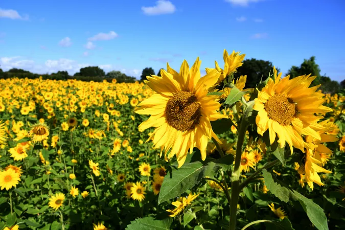 A field of sunflowers