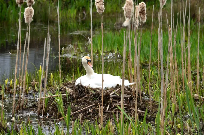 Swan sitting on nest