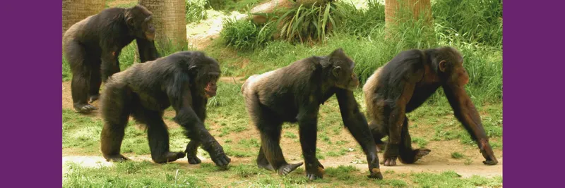 Four chimpanzees walk in a line in the forest