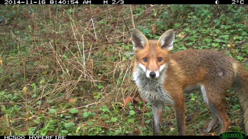 A fox caught by a camera trap