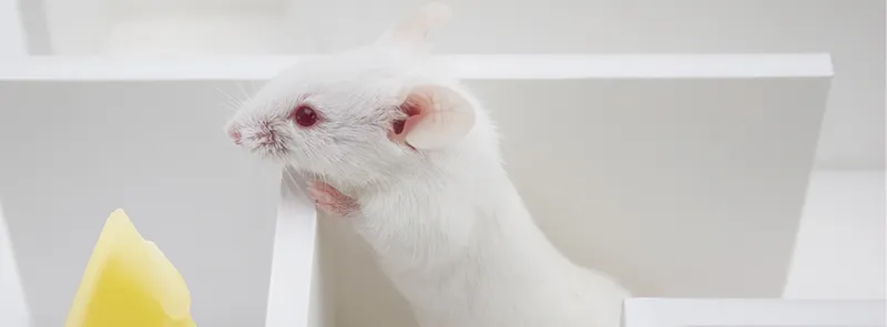 White rat with cheese
