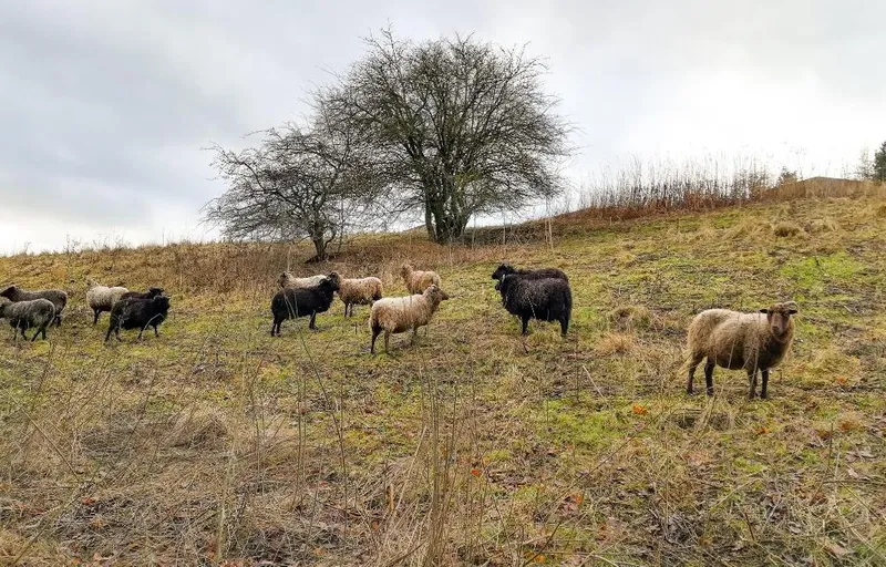 Sheep grazing in a field with a tree in the background