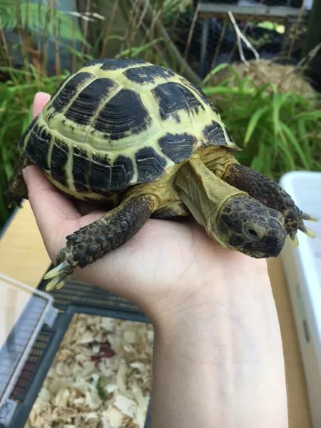 Tort-CC